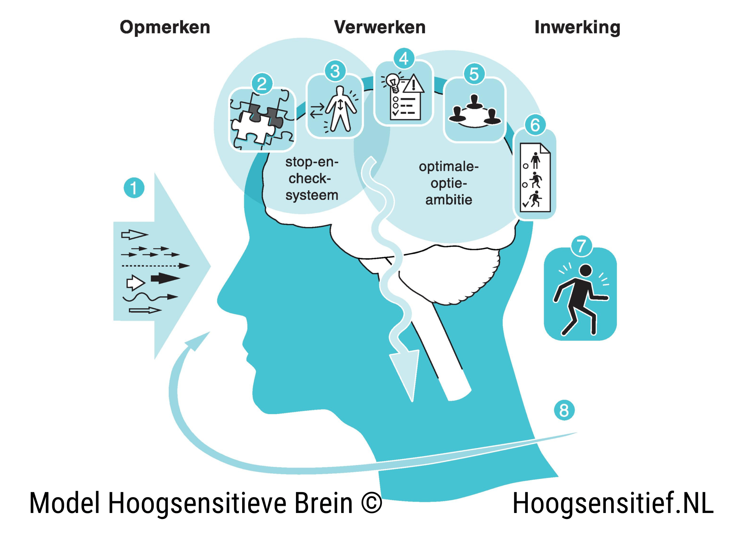Model van het hoogsensitieve brein